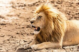 動物園では、アフリカゾーンなど「ゾーニング」を意識した展示も（写真はイメージ）