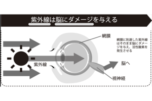 紫外線は脳にダメージを与える