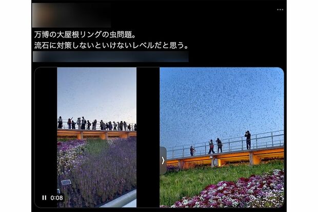 頭上に虫が大量に…(Xより)