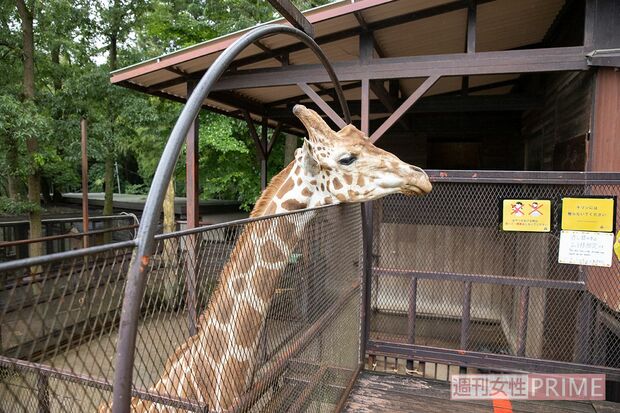 『サユリワールド』では、動物と信じられないくらいの距離感で接することができる　撮影／北村史成