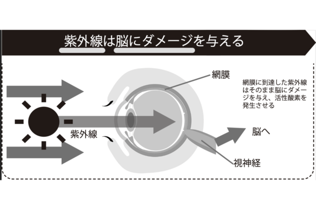紫外線は脳にダメージを与える
