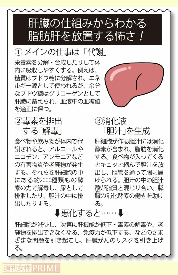 肝臓の仕組みからわかる脂肪肝を放置する怖さ