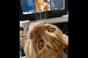 万バズしたパソコン画面を眺め、ドヤ顔を披露するモカさん(2歳)(※画像は飼い主提供)