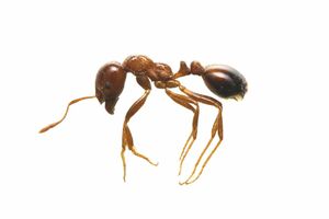 拡大したヒアリ（環境省提供）