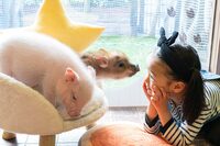 ペット界で人気急上昇!「マイクロブタ」にハマる人が続出、人気の秘密は犬猫をしのぐ“人懐っこさ”