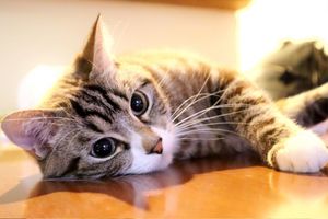 ゴロゴロ音 にも意外な効果 猫を飼う人の心身が癒やされている 科学的根拠 週刊女性prime