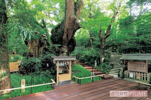 大楠は、国指定天然記念物。周囲にはウッドデッキがあり、より身近に生命力を感じられる