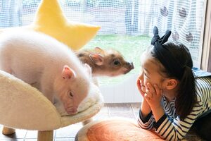 癒しの塊♪マイクロブタの魅力