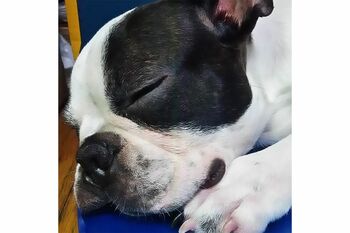 蛭田容疑者の愛犬、チワワ（SNSより）