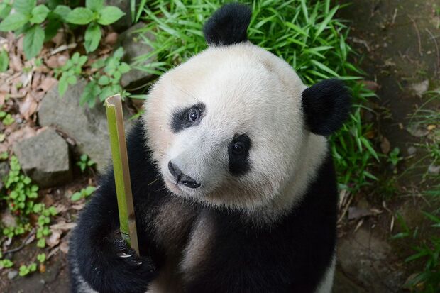 シャンシャン　　写真／（公財）東京動物園協会