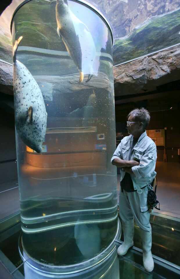 垂直に泳ぐアザラシの習性を生かした行動展示