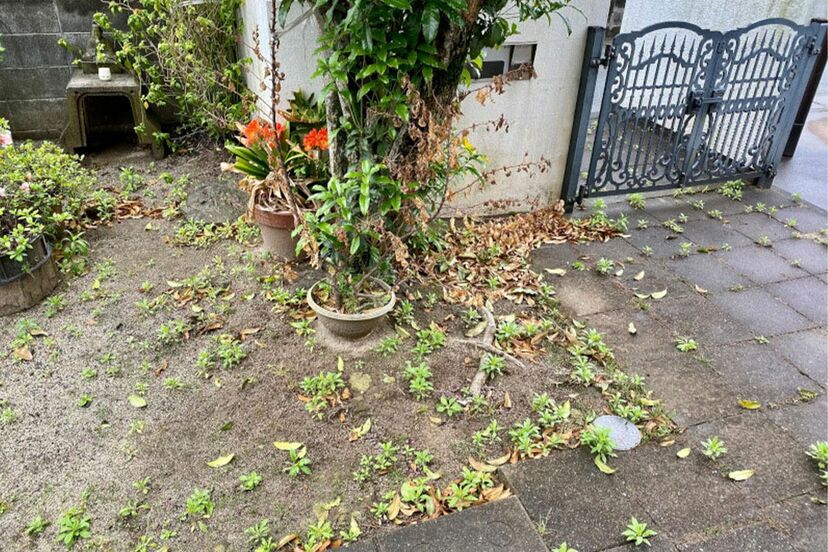 画像 写真 親の孤独死で 遺品片付け 残されたペット 問題 生きてるうちにやるべき4つの備え ニュース概要 週刊女性prime