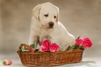 ペットが死んだら “燃えるゴミ” なのか、長寿化する犬や猫の弔い方