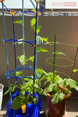 新小学1年生の定番課題は朝顔の観察。「育ったぶんだけ休校の長さを実感させられた」との声も（写真はイメージ）