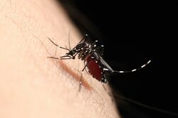 蚊に刺されると感染する？