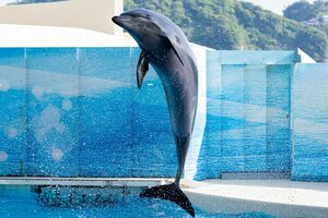 劣悪な環境で飼育されているイルカは多い