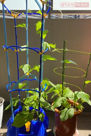 新小学1年生の定番課題は朝顔の観察。「育ったぶんだけ休校の長さを実感させられた」との声も(写真はイメージ)