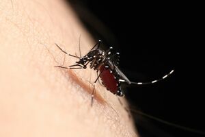 蚊に刺されると感染する？