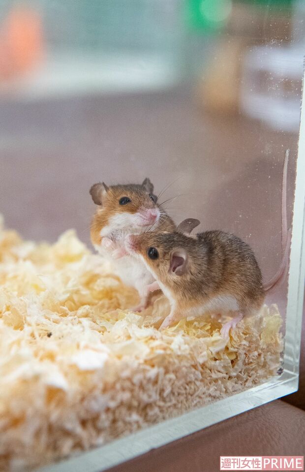 アフリカチビネズミ