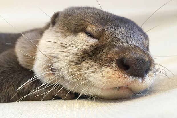 お昼寝してるの？　グデ～ッとした感じが、もうたまりません♪　(c) mako　(c)カワウソほんと展