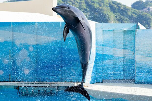 劣悪な環境で飼育されているイルカは多い