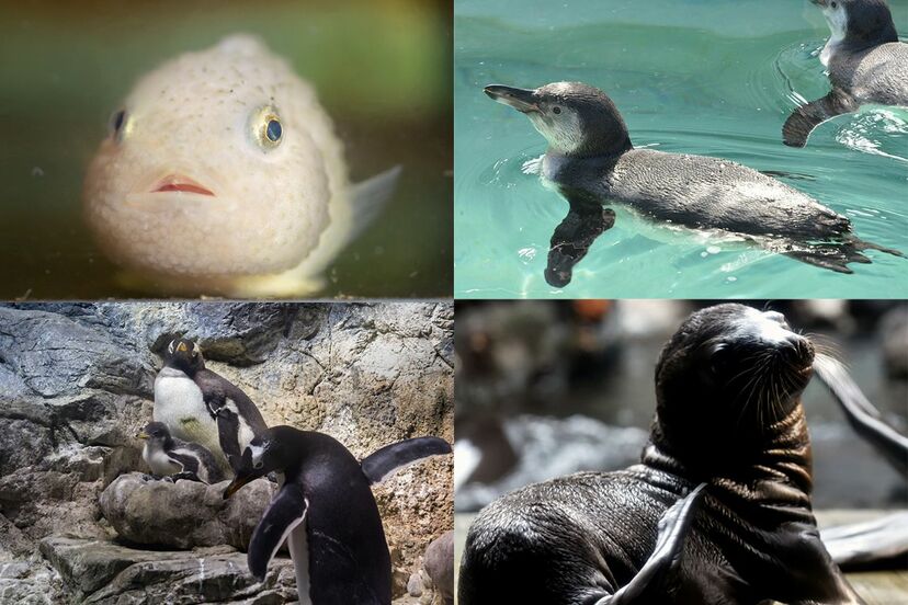 画像 写真 推し を見つければもっと楽しめる 水族館アイドル総選挙 週刊女性prime