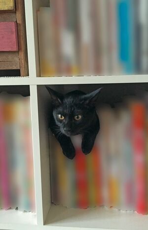 雷鳴や地震が苦手で、今でもすぐに本棚の裏に入ってしまい、なかなか出てこない