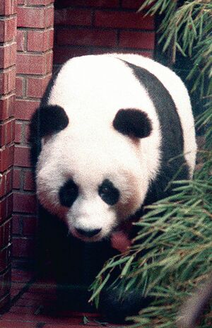 ホァンホァン♀　写真／共同通信社