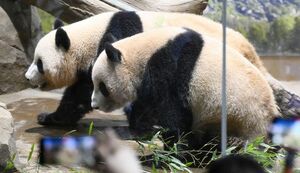 双子のジャイアントパンダの雄シャオシャオ（奥）と雌レイレイ（2024年4月、東京・上野動物園、共同通信社）