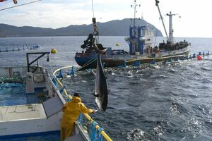 天然の海につくった巨大な生簀にマグロを放ち、産卵させた後、数を増やしながら必要に応じて獲る“マグロの備蓄”