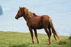 写真はイメージです