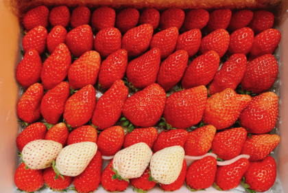 『ちほのいちごばたけ』のいちごの食べ比べセット。有機質肥料と減農薬栽培でやさしい甘さ。