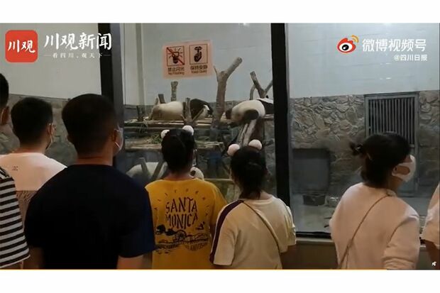 中国国内でも人気のパンダ（中国SNS・微博のニュースより）