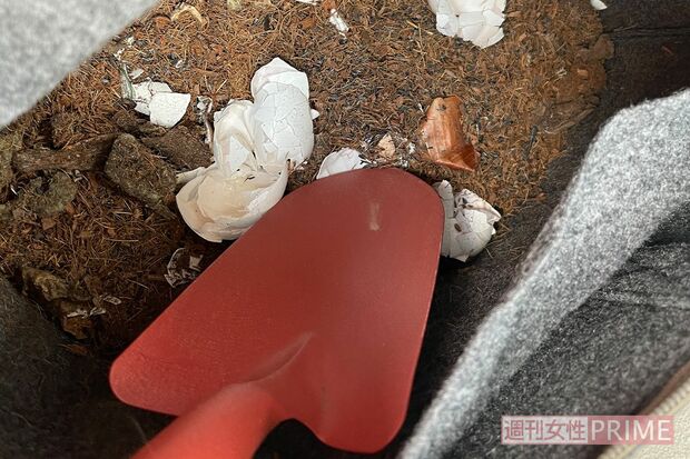 コンポストを使えば家庭でも簡単に生ゴミを処理、活用することができる。「良質な堆肥としてガーデニングや家庭菜園に活用しています」（矢野さん）