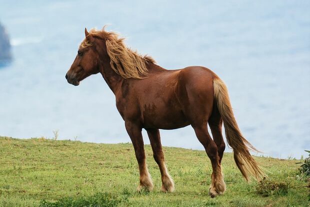 写真はイメージです