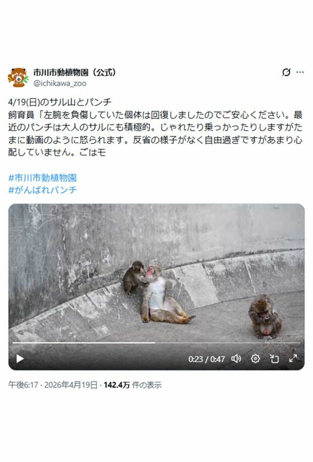嫌がられるパンチくん（市川市動植物園公式Xより）