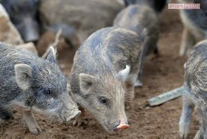 愛くるしいうり坊の様子　撮影／渡邉智裕