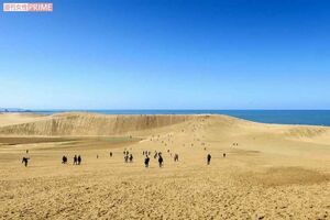 鳥取砂丘はラクダに実際に乗れるなど大人気の観光地