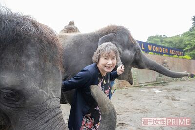 『市原ぞうの国』で生まれた子ゾウ、もも夏とら夢に囲まれ満面の笑み　撮影／北村史成