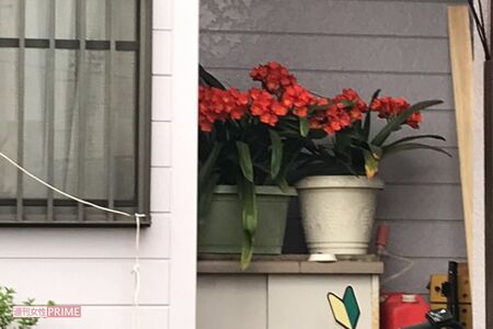 鈴木容疑者宅には、愛情をこめて育てた花がきれいに咲いていた