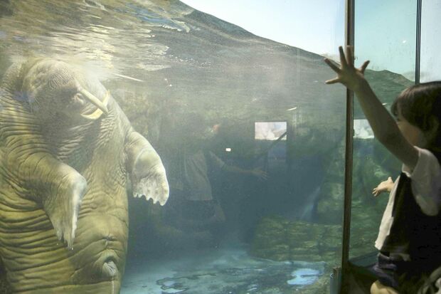 セイウチは予想外の動きをする子どもに興味を示す