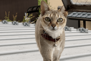 屋根を歩く今は亡き“まや”