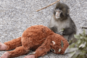 子ザルのパンチくん(写真/読者提供)