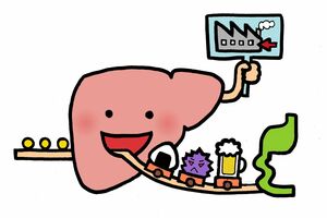 肝臓は約2500億個の「肝細胞」で作られ、成人の肝臓の重さは約1~1.5kg!※写真はイメージです