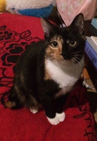 猫シェルターに足を運んだ夫婦「何かの役に立てたら」