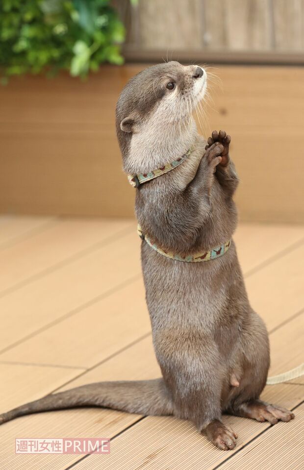サンシャイン水族館のカワウソ・やまと　撮影／吉岡竜紀