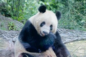 真ん丸な目でこちらに目線を向けるシャンシャン 撮影/MESTY