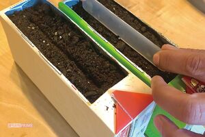 豆乳パックを使って栽培するラディッシュ　撮影／林ひろし　栽培写真協力／ぽたろう