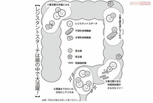 【レジスタントスターチは腸の中で大活躍!】