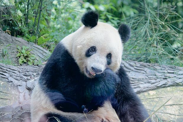 真ん丸な目でこちらに目線を向けるシャンシャン　撮影／MESTY